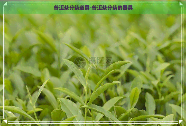 普洱茶分茶道具-普洱茶分茶的器具