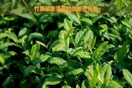 竹篓装普洱茶的优缺点分析