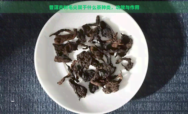 普洱古树毛尖属于什么茶种类，功效与作用