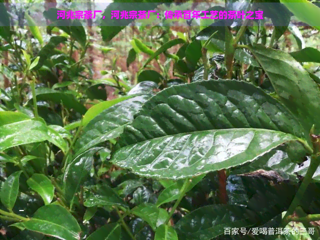 河兆宗茶厂，河兆宗茶厂：传承百年工艺的茶叶之宝