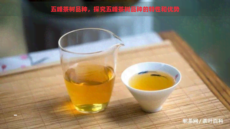 五峰茶树品种，探究五峰茶树品种的特性和优势