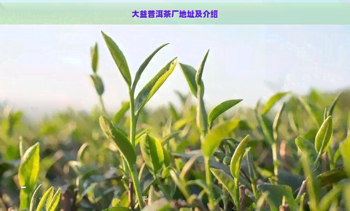 大益普洱茶厂地址及介绍