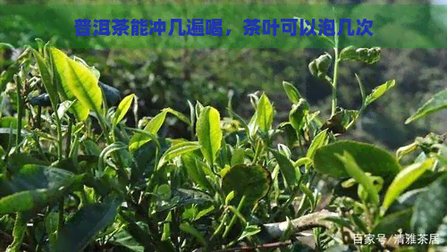 普洱茶能冲几遍喝，茶叶可以泡几次