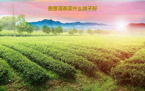 熟普洱茶买什么牌子好