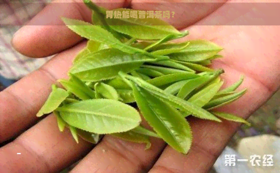 胃热能喝普洱茶吗？