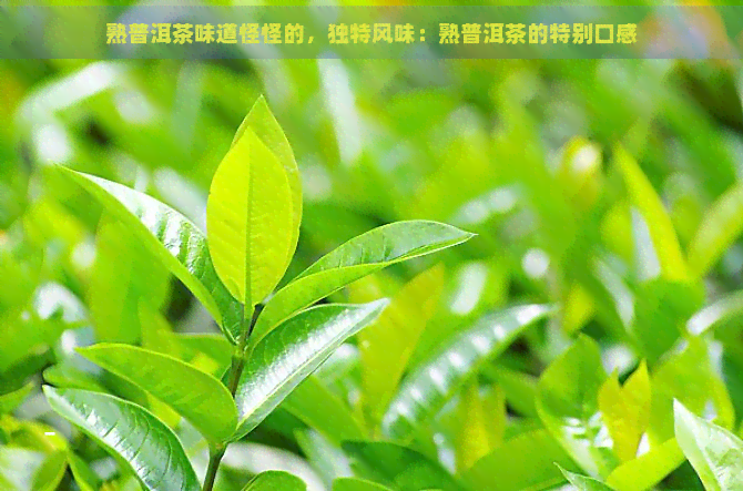 熟普洱茶味道怪怪的，独特风味：熟普洱茶的特别口感