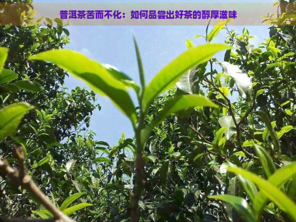 普洱茶苦而不化：如何品尝出好茶的醇厚滋味