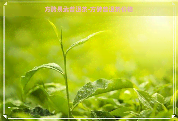 方砖易武普洱茶-方砖普洱茶价格