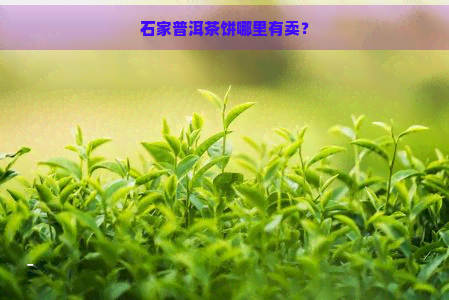 石家普洱茶饼哪里有卖？