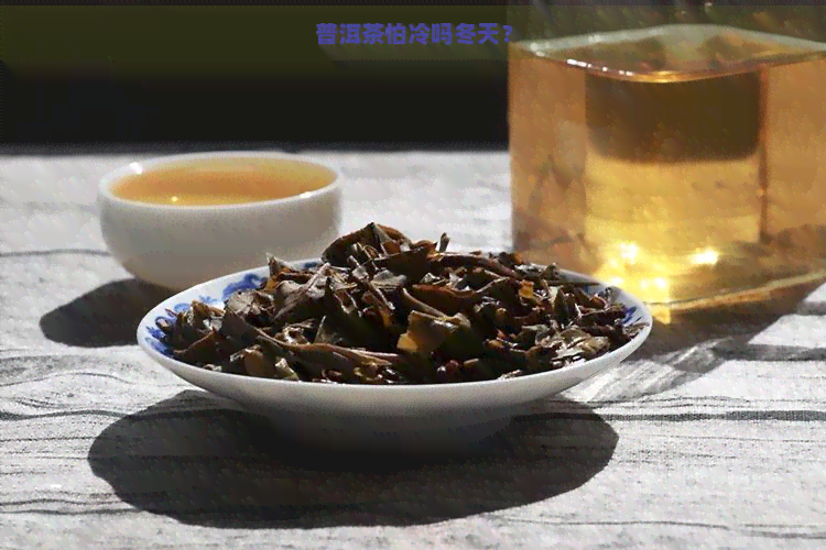 普洱茶怕冷吗冬天？