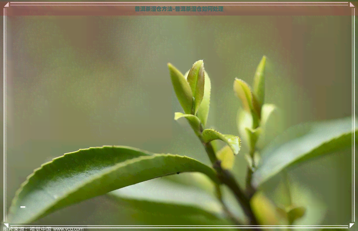 普洱茶湿仓方法-普洱茶湿仓如何处理