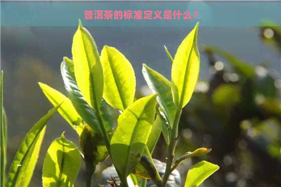 普洱茶的标准定义是什么？