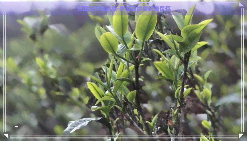 普洱茶饼密封袋-普洱茶饼密封袋保存