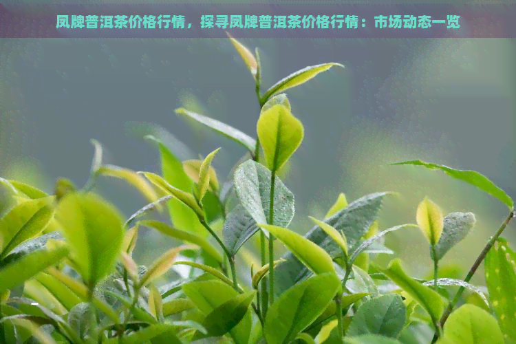 凤牌普洱茶价格行情，探寻凤牌普洱茶价格行情：市场动态一览