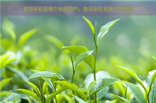 普洱茶石是哪个省的特产，普洱茶石是怎么形成的