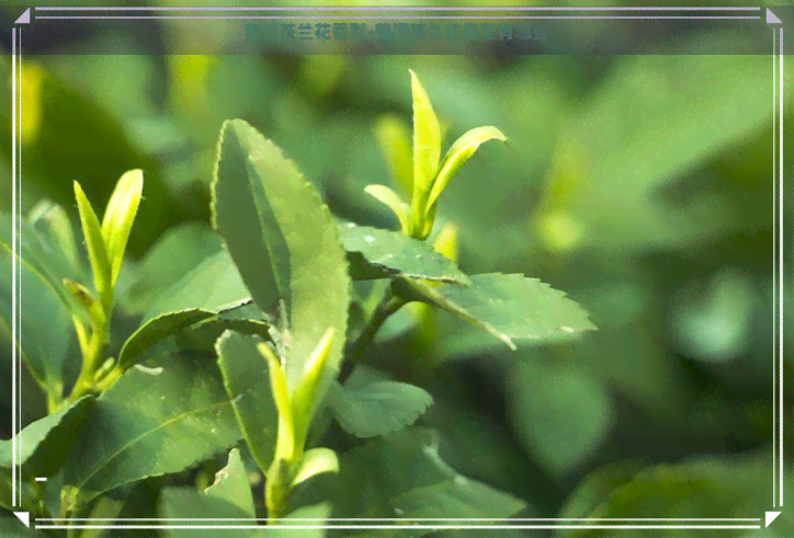 普洱茶兰花香型-普洱茶兰花香型有哪些