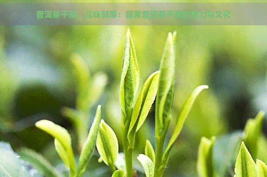 普洱茶干茶，品味醇厚：探索普洱茶干茶的魅力与文化