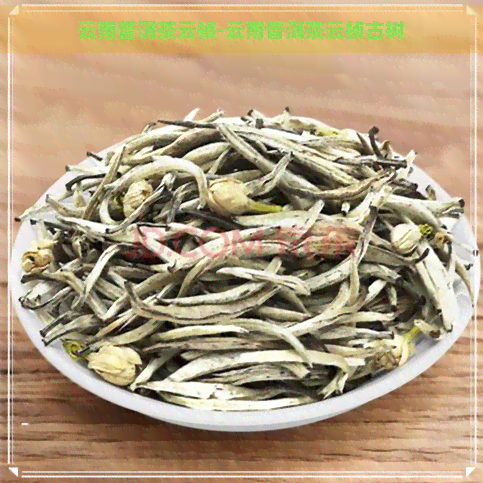 云南普洱茶云桢-云南普洱茶云桢古树