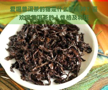 爱喝普洱茶的猫是什么猫品种？喜欢喝普洱茶的人性格及特征