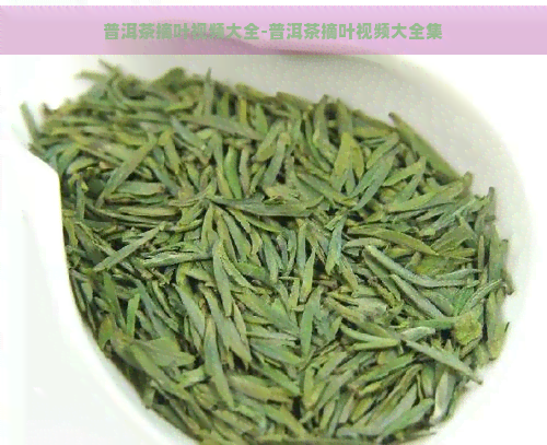 普洱茶摘叶视频大全-普洱茶摘叶视频大全集