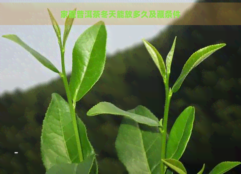 家藏普洱茶冬天能放多久及藏条件