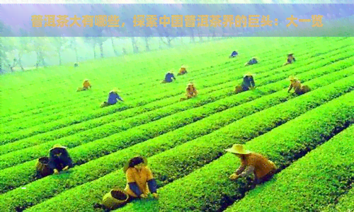 普洱茶大有哪些，探索中国普洱茶界的巨头：大一览