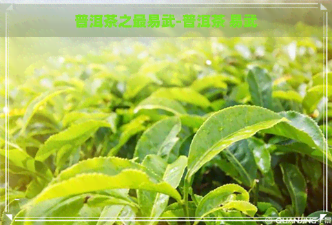 普洱茶之最易武-普洱茶 易武