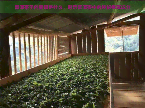 普洱茶里的香草是什么，揭示普洱茶中的神秘香草成分