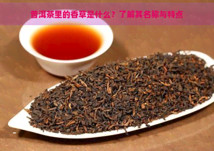 普洱茶里的香草是什么？了解其名称与特点