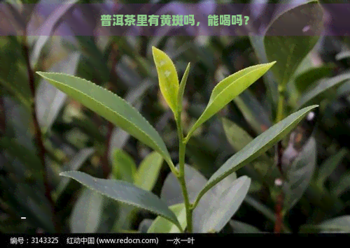 普洱茶里有黄斑吗，能喝吗？