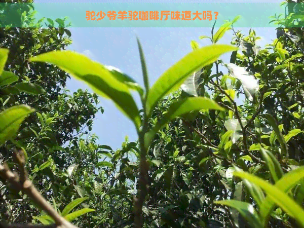 驼少爷羊驼咖啡厅味道大吗？