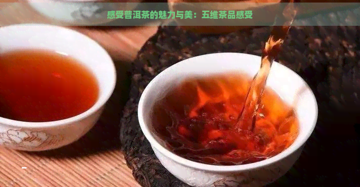 感受普洱茶的魅力与美：五维茶品感受