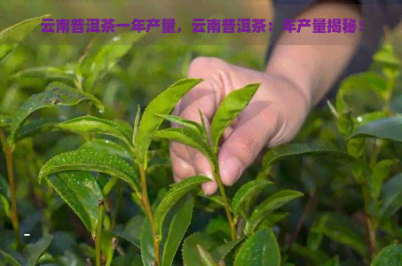 云南普洱茶一年产量，云南普洱茶：年产量揭秘！