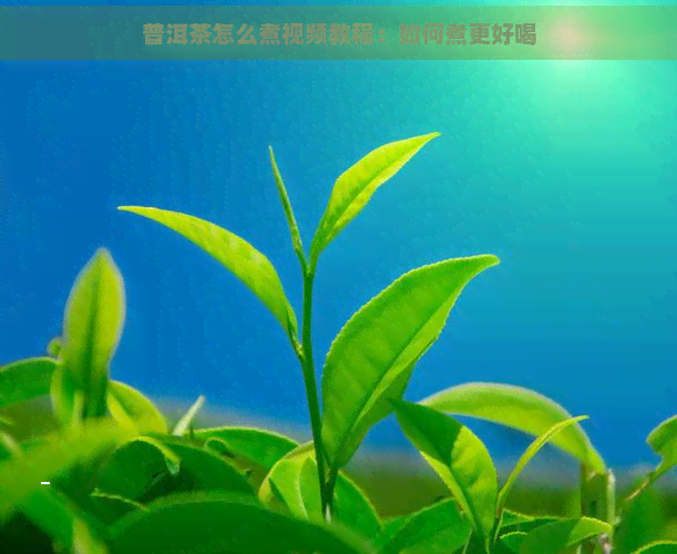 普洱茶怎么煮视频教程：如何煮更好喝