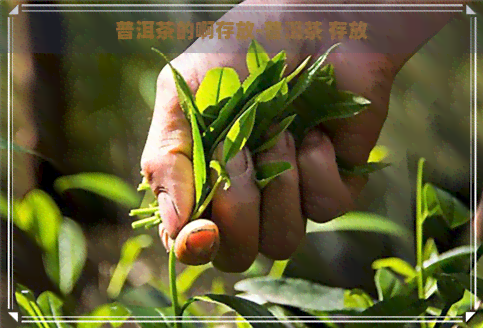 普洱茶的啊存放-普洱茶 存放