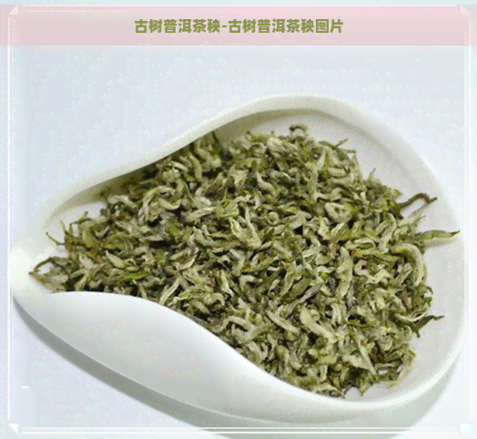 古树普洱茶秧-古树普洱茶秧图片