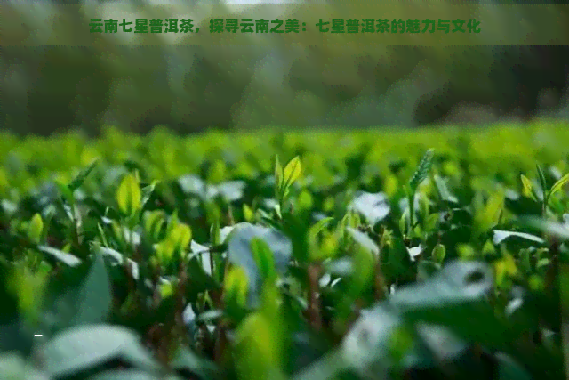 云南七星普洱茶，探寻云南之美：七星普洱茶的魅力与文化