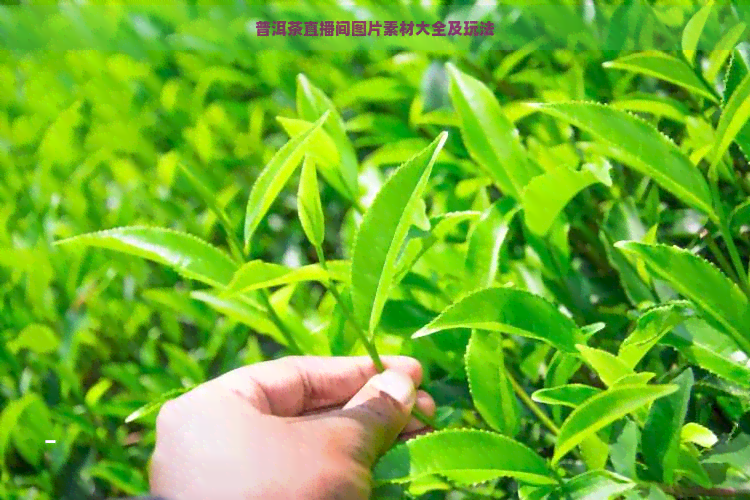 普洱茶直播间图片素材大全及玩法