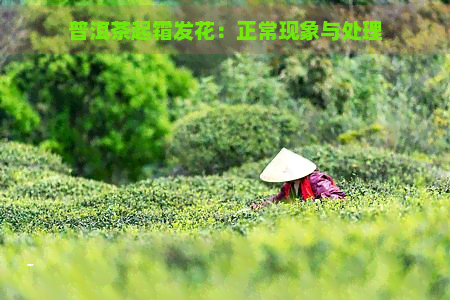 普洱茶起霜发花：正常现象与处理