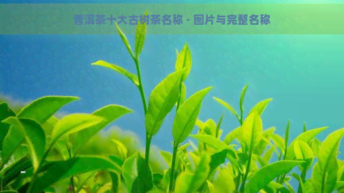 普洱茶十大古树茶名称 - 图片与完整名称