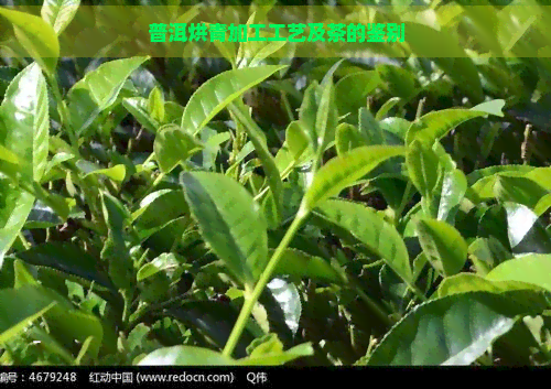 普洱烘青加工工艺及茶的鉴别