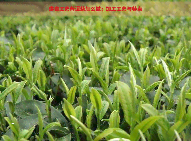 烘青工艺普洱茶怎么做：加工工艺与特点