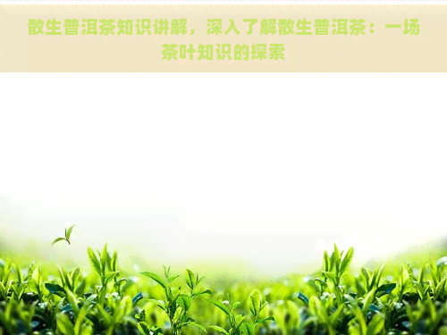 散生普洱茶知识讲解，深入了解散生普洱茶：一场茶叶知识的探索