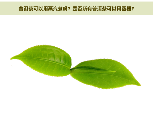 普洱茶可以用蒸汽煮吗？是否所有普洱茶可以用蒸器？