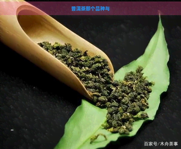 普洱茶那个品种与