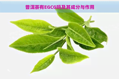 普洱茶有EGCG吗及其成分与作用