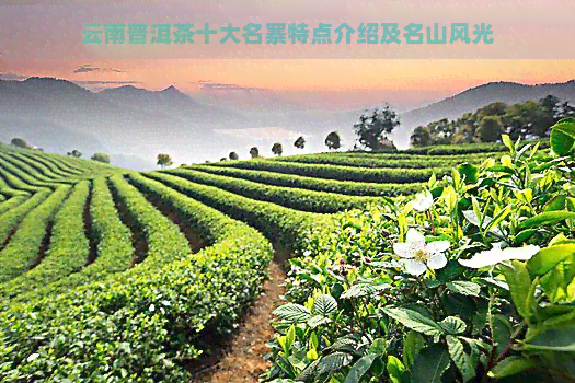 云南普洱茶十大名寨特点介绍及名山风光