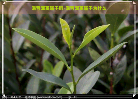 喝普洱茶嘴干吗-喝普洱茶嘴干为什么