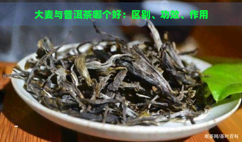 大麦与普洱茶哪个好：区别、功效、作用