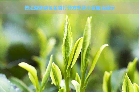 普洱茶散茶包装袋打开方式及小袋包装图示